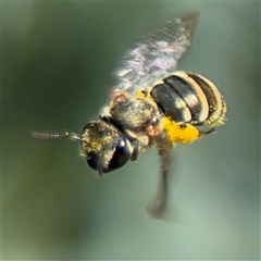 Lipotriches (Austronomia) phanerura at Watson, ACT - 2 Feb 2025 03:28 PM