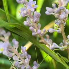 Liriope muscari (Lilyturf) at Watson, ACT - 2 Feb 2025 by Hejor1