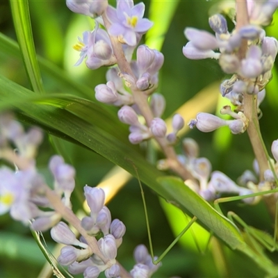 Liriope muscari (Lilyturf) at Watson, ACT - 2 Feb 2025 by Hejor1