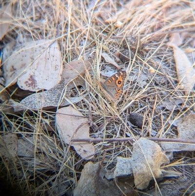 Junonia villida (Meadow Argus) at Table Top, NSW - 2 Feb 2025 by Darcy