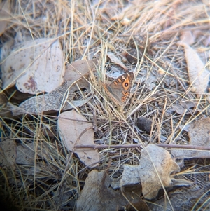 Junonia villida at Table Top, NSW - 2 Feb 2025 09:00 AM