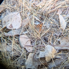 Junonia villida at Table Top, NSW - 2 Feb 2025 09:00 AM