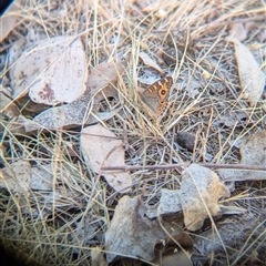 Junonia villida at Table Top, NSW - 2 Feb 2025 09:00 AM