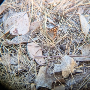 Junonia villida at Table Top, NSW - 2 Feb 2025 09:00 AM