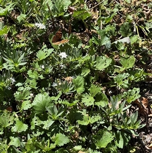 Modiola caroliniana (Red-flowered Mallow) at Watson, ACT by Hejor1