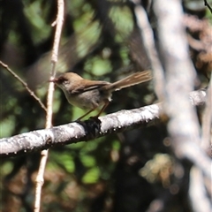 Malurus cyaneus (Superb Fairywren) at Liffey, TAS - 2 Feb 2025 by JimL