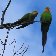 Polytelis swainsonii (Superb Parrot) at Narrabundah, ACT - 1 Feb 2025 by RobParnell