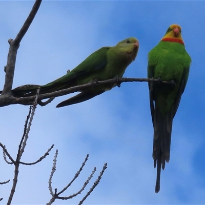 Polytelis swainsonii (Superb Parrot) at Narrabundah, ACT - 1 Feb 2025 by RobParnell