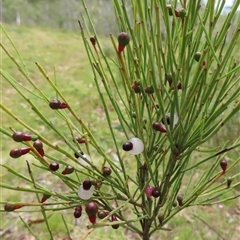 Exocarpos strictus (Dwarf Cherry) at Ingeegoodbee, NSW - 11 Jan 2025 by RobParnell