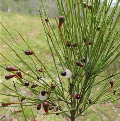 Exocarpos strictus (Dwarf Cherry) at Ingeegoodbee, NSW - 11 Jan 2025 by RobParnell