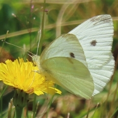 Pieris rapae (Cabbage White) at Ingeegoodbee, NSW - 10 Jan 2025 by RobParnell