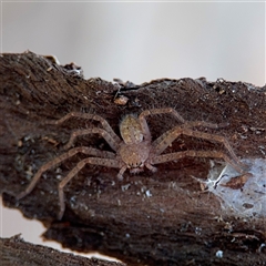 Isopeda canberrana (Canberra Huntsman Spider) at Watson, ACT - 2 Feb 2025 by Hejor1