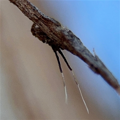 Fulgoroidea (superfamily) (Unidentified fulgoroid planthopper) at Watson, ACT - 2 Feb 2025 by Hejor1