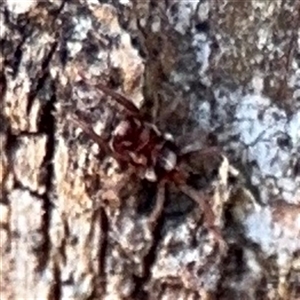 Rainbowia sp. (genus) at Watson, ACT by Hejor1