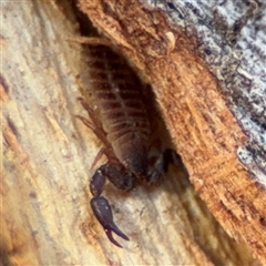 Conicochernes sp. (genus) (Chernetid Pseudoscorpion) at Watson, ACT - 2 Feb 2025 by Hejor1