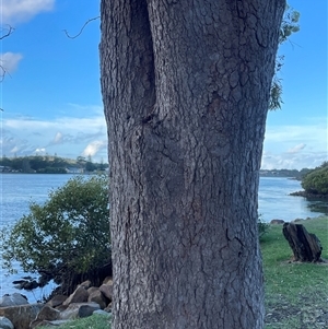 Corymbia sp. at Dunbogan, NSW by LPW