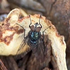 Calyptrate (subsection) (Unidentified house-flies, blow-flies and their allies) at Watson, ACT - 2 Feb 2025 by Hejor1