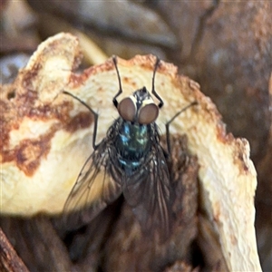 Calyptrate (subsection) (Unidentified house-flies, blow-flies and their allies) at Watson, ACT - 2 Feb 2025 by Hejor1