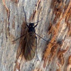 Sciaridae sp. (family) (Black fungus gnat) at Watson, ACT - 2 Feb 2025 by Hejor1