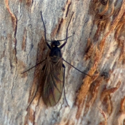 Sciaridae sp. (family) (Black fungus gnat) at Watson, ACT - 2 Feb 2025 by Hejor1