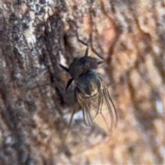 Diptera (order) (Fly - Unidentified) at Watson, ACT - 2 Feb 2025 by Hejor1