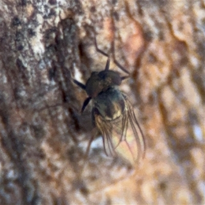 Diptera (order) (Fly - Unidentified) at Watson, ACT - 2 Feb 2025 by Hejor1