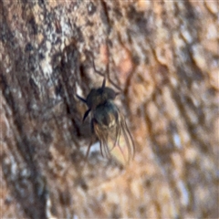 Diptera (order) at Watson, ACT - 2 Feb 2025 04:26 PM