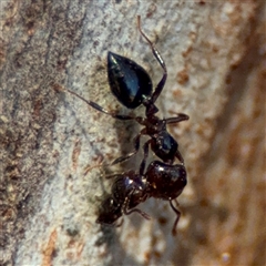 Crematogaster sp. (genus) (Acrobat ant, Cocktail ant) at Watson, ACT - 2 Feb 2025 by Hejor1