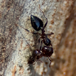 Crematogaster sp. (genus) at Watson, ACT - 2 Feb 2025 04:26 PM