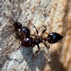 Crematogaster sp. (genus) at Watson, ACT - 2 Feb 2025 04:26 PM