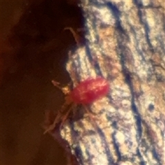 Acari (informal subclass) (Unidentified mite) at Watson, ACT - 2 Feb 2025 by Hejor1