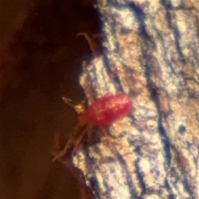 Acari (informal subclass) (Unidentified mite) at Watson, ACT - 2 Feb 2025 by Hejor1