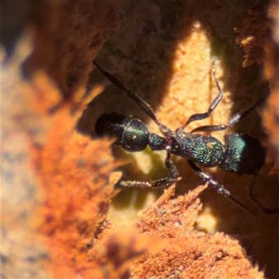 Rhytidoponera metallica (Greenhead ant) at Watson, ACT - 2 Feb 2025 by Hejor1