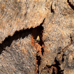 Rhytidoponera metallica at Watson, ACT - 2 Feb 2025 04:20 PM