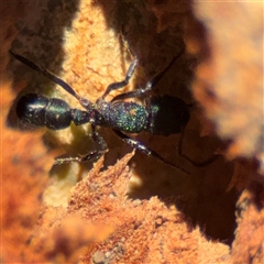 Rhytidoponera metallica at Watson, ACT - 2 Feb 2025 04:20 PM