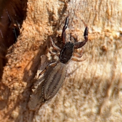 Holoplatys sp. (genus) (Unidentified Holoplatys jumping spider) at Watson, ACT - 2 Feb 2025 by Hejor1