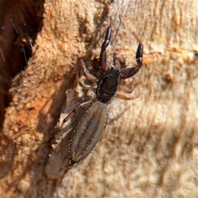 Holoplatys sp. (genus) (Unidentified Holoplatys jumping spider) at Watson, ACT - 2 Feb 2025 by Hejor1