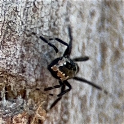 Euryopis splendens (Splendid tick spider) at Watson, ACT - 2 Feb 2025 by Hejor1