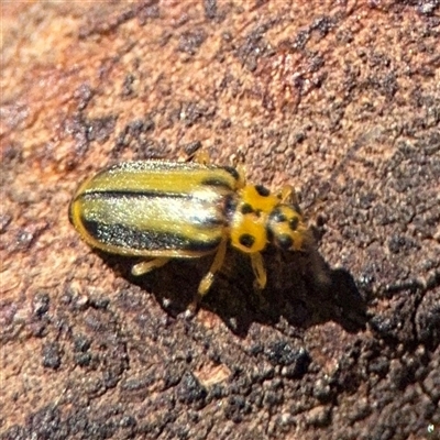 Xanthogaleruca luteola (Elm leaf beetle) at Watson, ACT - 2 Feb 2025 by Hejor1