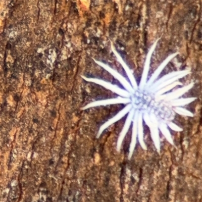 Cryptolaemus montrouzieri (Mealybug ladybird) at Watson, ACT - 2 Feb 2025 by Hejor1