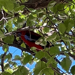 Platycercus elegans (Crimson Rosella) at Watson, ACT - 2 Feb 2025 by Hejor1