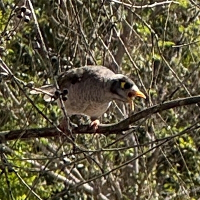 Manorina melanocephala (Noisy Miner) at Watson, ACT - 2 Feb 2025 by Hejor1