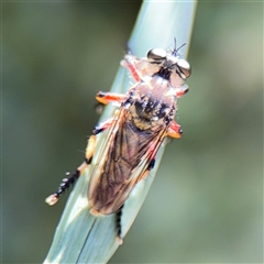 Thereutria sp. (genus) at Watson, ACT - 2 Feb 2025 by Hejor1