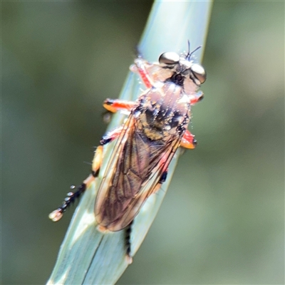 Thereutria amaraca (Spine-legged Robber Fly) at Watson, ACT - 2 Feb 2025 by Hejor1