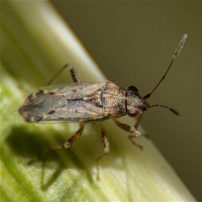 Nysius vinitor (Rutherglen bug) at Watson, ACT - 2 Feb 2025 by Hejor1