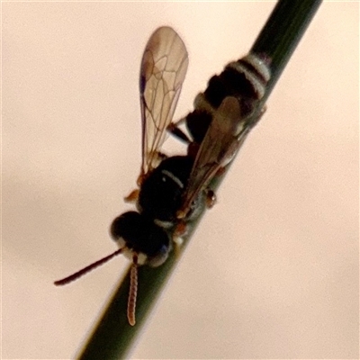 Cerceris sp. (genus) (Unidentified Cerceris wasp) at Watson, ACT - 2 Feb 2025 by Hejor1