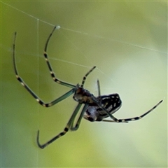 Leucauge dromedaria (Silver dromedary spider) at Watson, ACT - 2 Feb 2025 by Hejor1