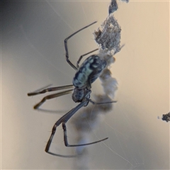 Leucauge dromedaria at Watson, ACT - 2 Feb 2025 03:59 PM