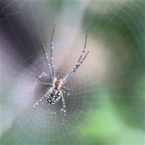 Leucauge dromedaria at Watson, ACT - 2 Feb 2025 03:59 PM