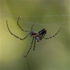 Leucauge dromedaria at Watson, ACT - 2 Feb 2025 03:59 PM